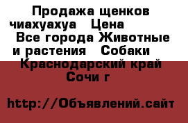 Продажа щенков чиахуахуа › Цена ­ 12 000 - Все города Животные и растения » Собаки   . Краснодарский край,Сочи г.